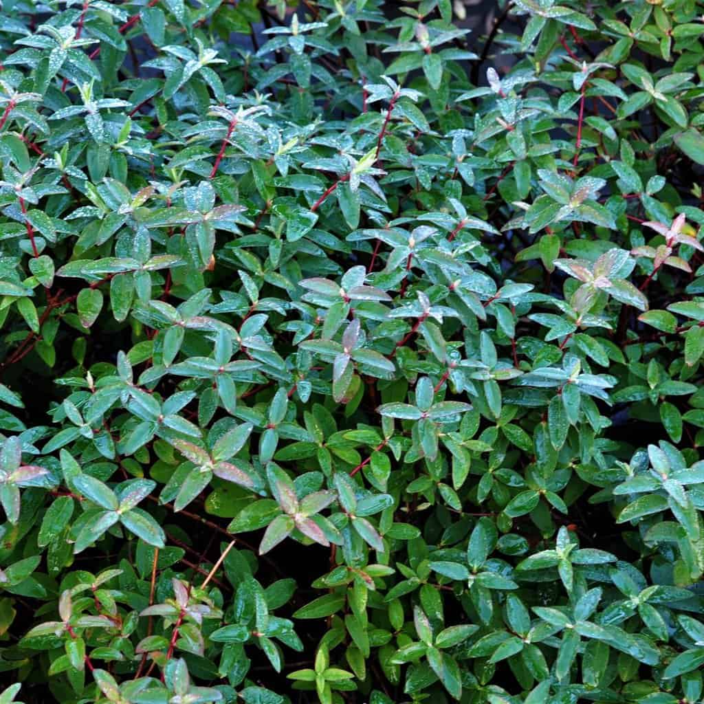 Hypericum x hidcoteense 'Hidcote' 20-30 cm